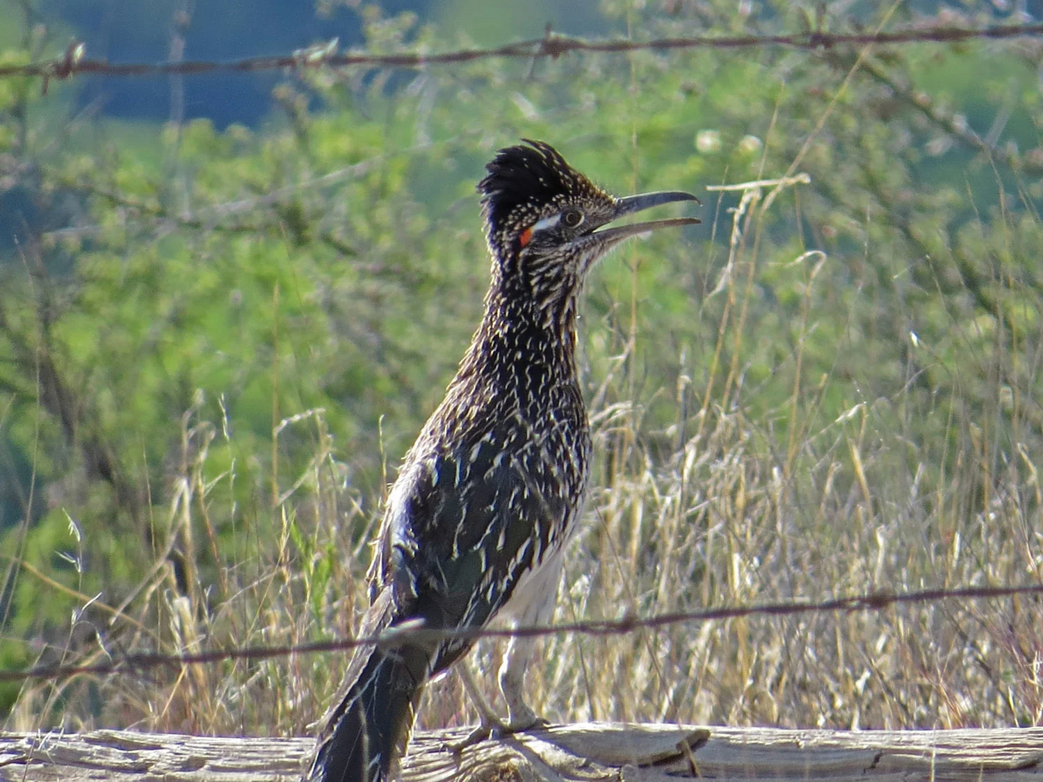 Greater Roadrunner — Susan Kirby